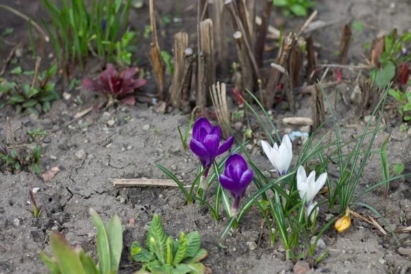 Die ersten Blumen im Frühlingsgarten — Stockfoto