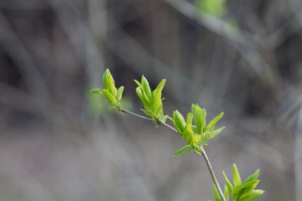 Первые листья на ветвях в оловянную весну на размытом
 