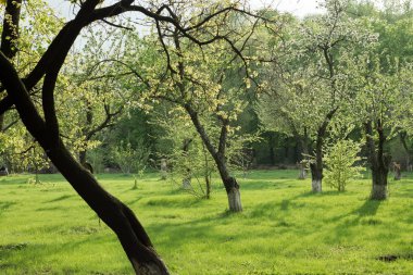 Yağmurdan sonra akşamları eski Bahçe çiçek