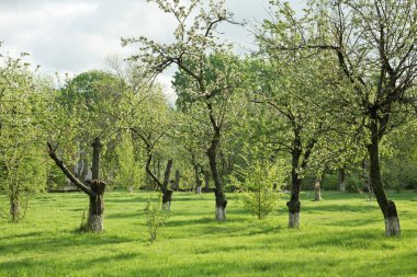 Yağmurdan sonra akşamları eski Bahçe çiçek