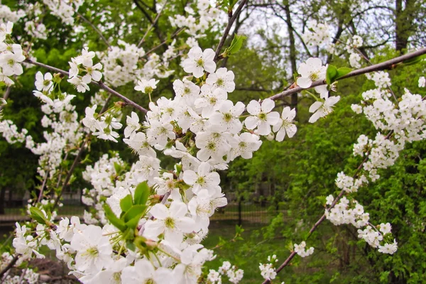 Fiori di ciliegio nel giardino primaverile — Foto Stock