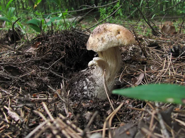 Boletus mantarı çam iğneleri bir çam ağacının altında arasında 