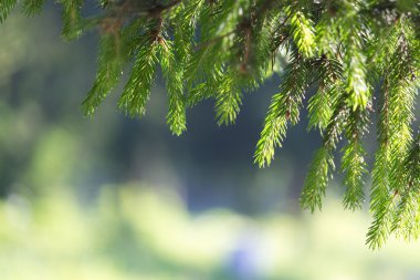 Çam iğneleri yaz sabah güneşin Şubesi