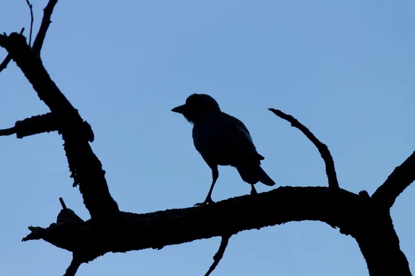 Silhueta de pássaros em uma árvore morta em um contexto de céu azul — Fotografia de Stock