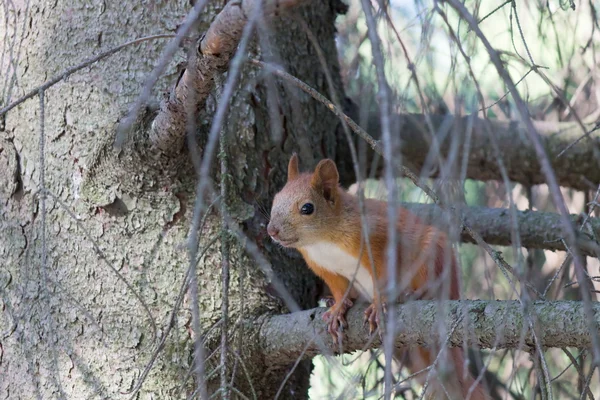 아침에 가문비나무 숲에 나무 가지에 작은 다람쥐 로열티 프리 스톡 이미지