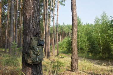 bir çam ormanı kenarında kamp ekipmanları
