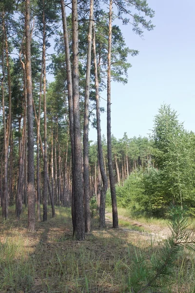 Morning in the pine wood in the summer — Stock Photo, Image