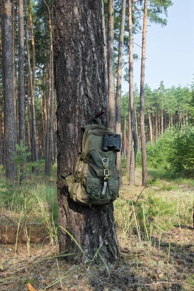 Equipo de camping en el borde de un bosque de pinos Fotos De Stock