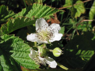 beyaz çiçek böğürtlen (Rubus plicatus) gre arasında orman içinde