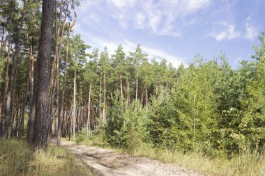 genç ve yaşlı çam ahşap yaz sabahı, yan yana