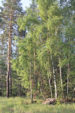 Huş ağaçları orman glade içinde