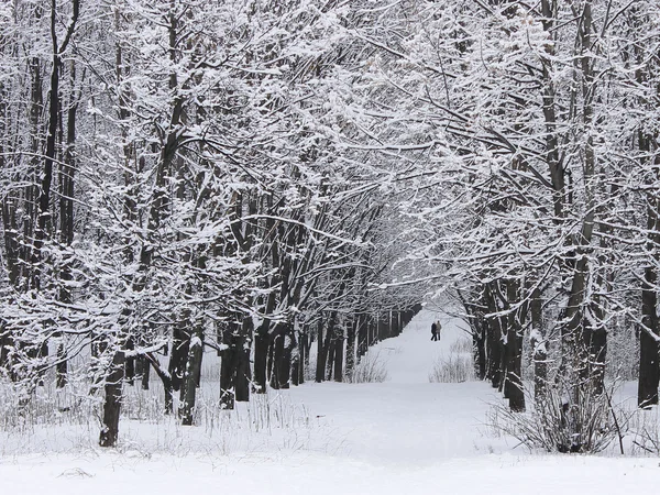 Après une chute de neige dans un parc abandonné — Photo