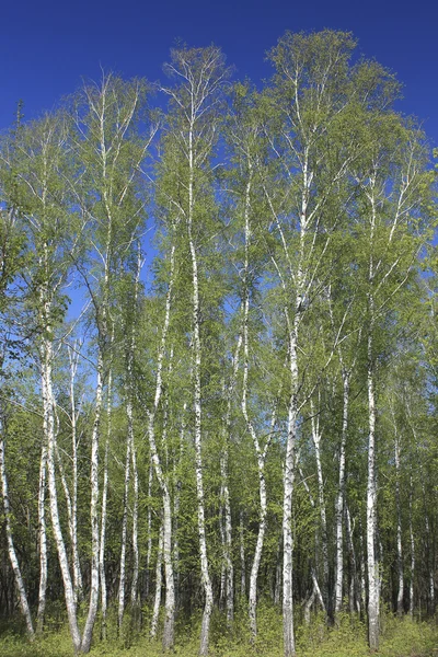 Birch on background of blue sky in early spring — Stock Photo, Image