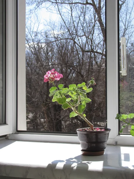 У открытого окна ранней весной — стоковое фото