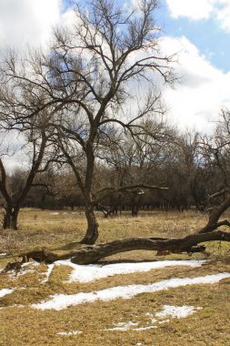 kar örtüsü kalıntıları, bahar yatay
