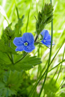 çiçekler veronica otu bahar çayır yakın çekim üzerinde
