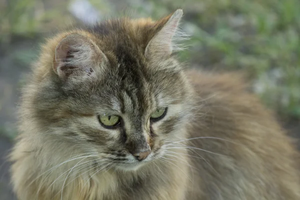 The head of the cat close-up on blurred natural background