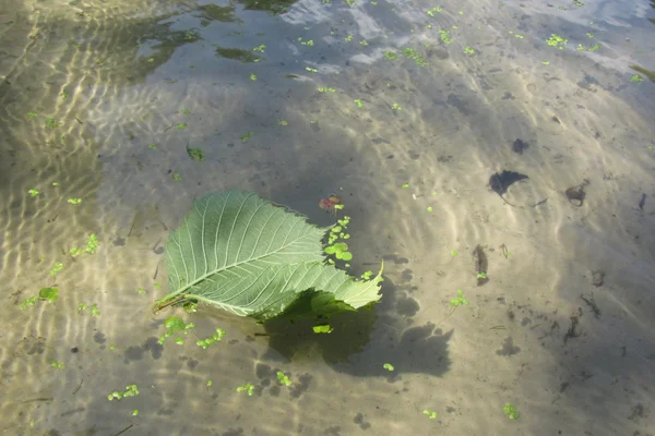 Two green leaf on the surface of transparent water — Stock Photo, Image