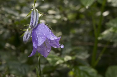 Bellflower Campanula carpatica sonra arka plan bulanık yağmur