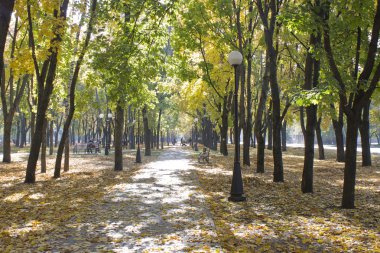 Güneşli sıcak bir günde Bulvarı üzerinde sonbahar