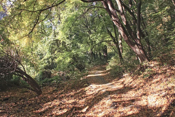 Sonbahar ormanındaki patika.