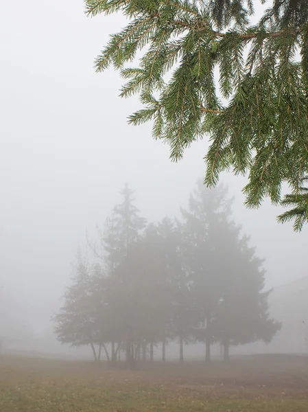 Группа елок в густом тумане — стоковое фото