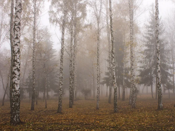 Birch grove in November — Stock Photo, Image