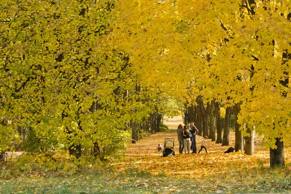 Young families take stroll in the autumn park — Stock Photo, Image
