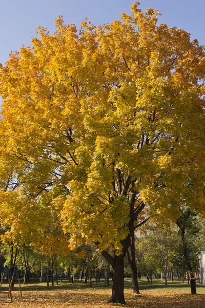 Drzewo klon z soczysty żółty w jesienny dzień — Zdjęcie stockowe