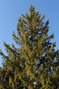 Çam ağacı ile lots-in sabah güneşin bir mavi ladin koniler