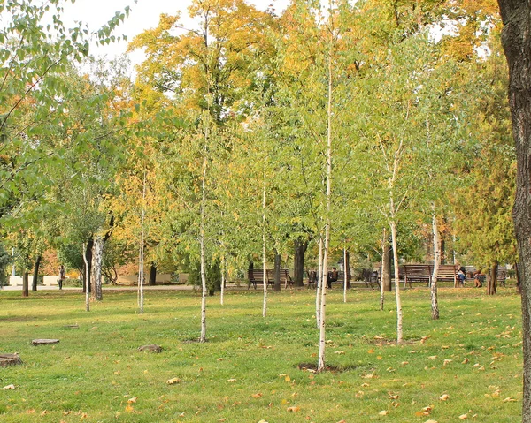 Dünne, junge Birken auf einer grünen Wiese im Stadtpark — Stockfoto