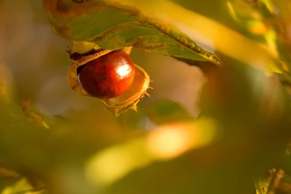 Châtaignier brun dans une croûte fissurée sur une branche parmi les jaunes flous — Photo