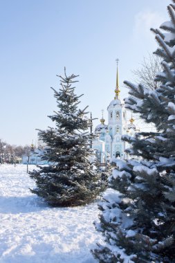 karla kaplı Göknar şehir meydanın soğuk kış sabahları üzerinde