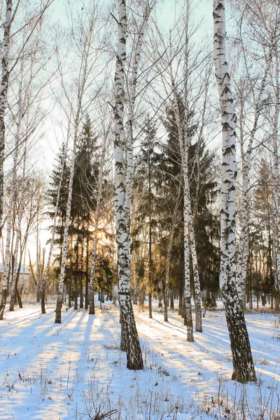 Coucher de soleil en soirée d'hiver dans le parc municipal — Photo