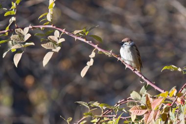 Baştankara üzerinde arka plan bulanık bir şube 
