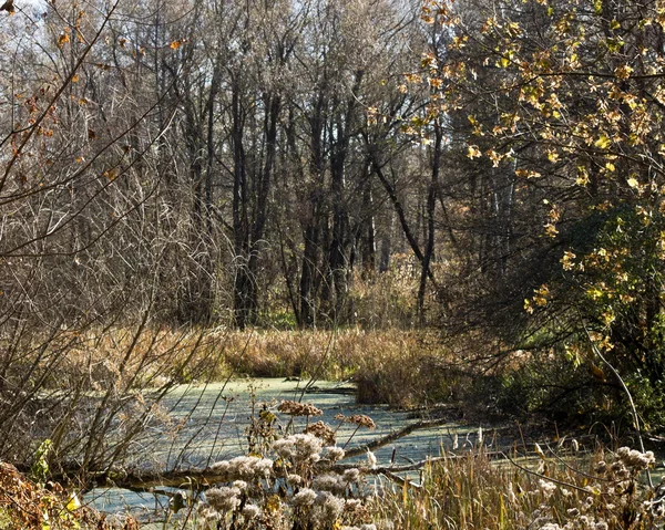 Заросшее болото в гуще леса осенью — стоковое фото