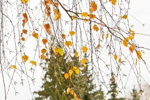 Ostatni Żółta liści na gałęzie brzozy, pod koniec listopada — Zdjęcie stockowe
