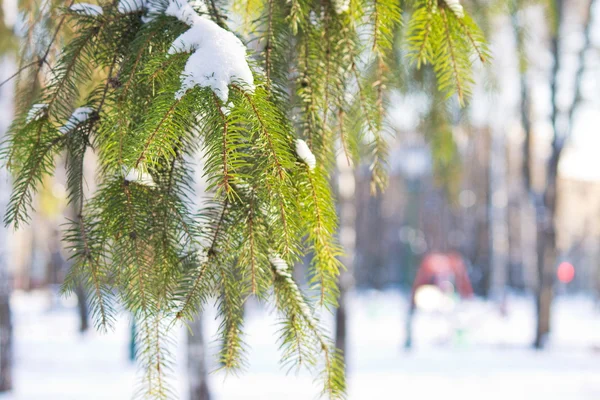 Ветка зеленых сосновых иголок со снегом на фоне размытости — стоковое фото