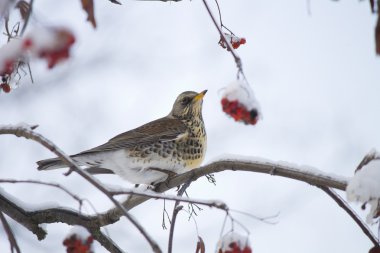 Fieldfare bir dalı rowan üzerinde kırmızı meyveler regales