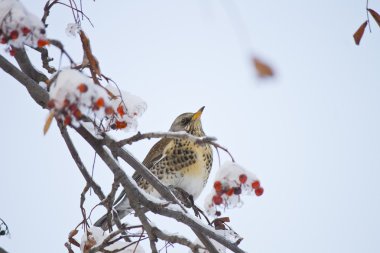 Fieldfare (Turdus pilaris) üvez dal