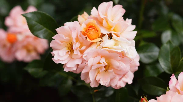 ピンクのバラの茂みと緑の葉を持つ小さなオレンジのバラ — ストック写真