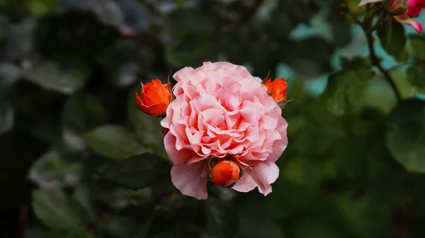 Velká Růžová Růže Tři Malé Oranžové Růže — Stock fotografie