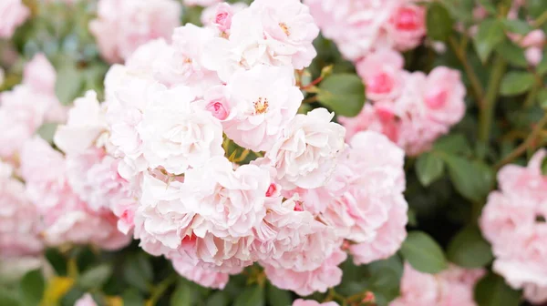 Large Bushes Pink Roses Greenery — Stock Photo, Image