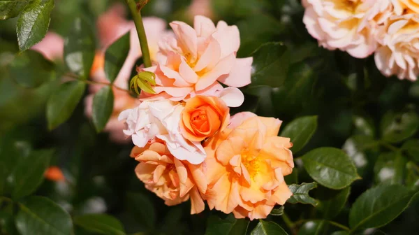 Keře Růžových Růží Jedna Malá Oranžová Růže Zelenými Listy — Stock fotografie
