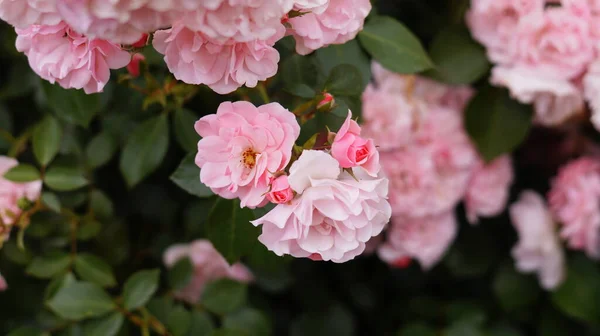 Великі Кущі Рожевих Троянд Зеленню — стокове фото