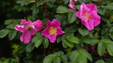 Pembe gülleri olan parlak yeşil çalılar