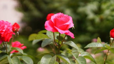 Bahçede açan pembe güller