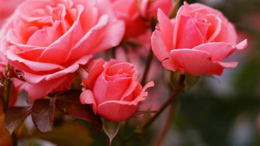 Sarı arkaplanda parlak pembe güller.