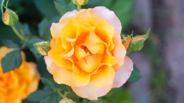 Yeşil yapraklı sarı makro gül