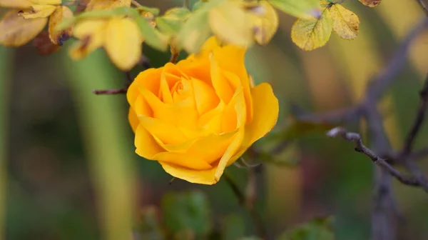 Una Rosa Gialla Brillante Con Foglie Verdi — Foto Stock